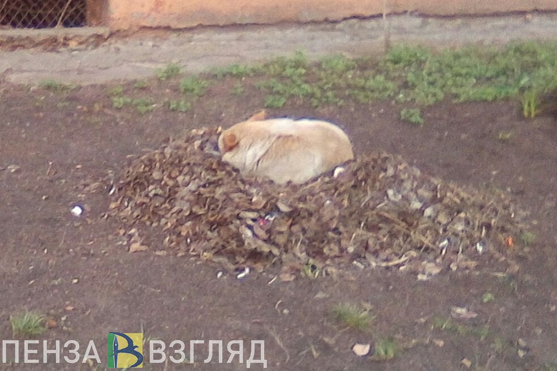 В самом центре Пензы бродячие собаки «свили гнезда»